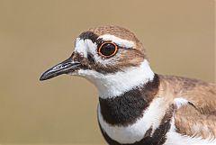 Killdeer