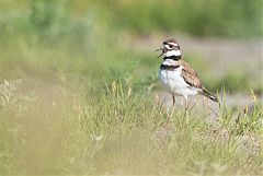 Killdeer