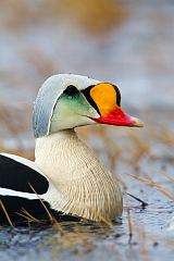 King Eider