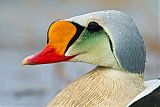 King Eider