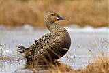 King Eider