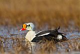 King Eider