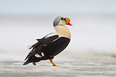 King Eider