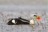 King Eider