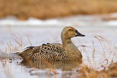 King Eider