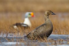 King Eider