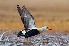 King Eider