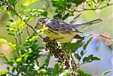 Kirtland's Warbler