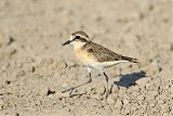 Kittlitz's Plover