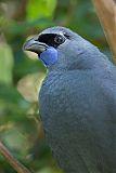 North Island Kokako