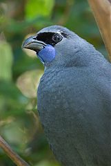 North Island Kokako