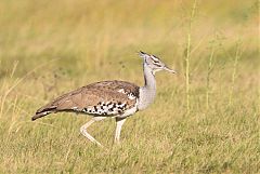 Kori Bustard