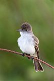 La Sagra's Flycatcher