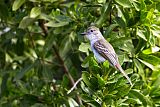 La Sagra's Flycatcher