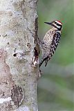 Ladder-backed Woodpecker