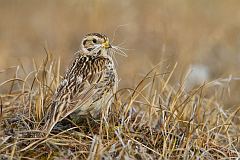 Lapland Longspur