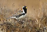 Lapland Longspur