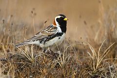 Lapland Longspur