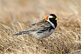 Lapland Longspur