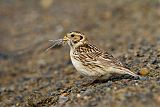 Lapland Longspur