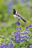 Lapland Longspurborder=