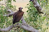 Lappet-faced Vulture