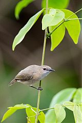 Large-billed Gerygone