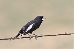 Lark Bunting