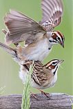 Lark Sparrowborder=