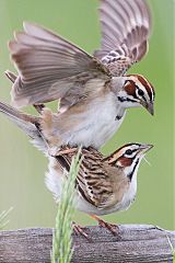 Lark Sparrow