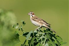 Lark Sparrow