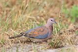 Laughing Dove