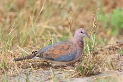 Laughing Dove