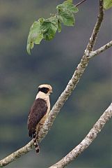 Laughing Falcon