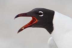 Laughing Gull