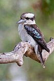 Laughing Kookaburraborder=