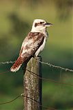 Laughing Kookaburra