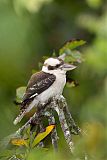 Laughing Kookaburraborder=