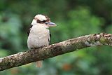 Laughing Kookaburraborder=