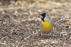 Lawrence's Goldfinch