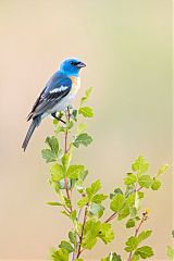 Lazuli Bunting