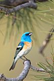 Lazuli Bunting