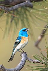 Lazuli Bunting