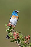 Lazuli Bunting