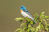 Lazuli Bunting