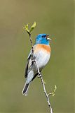 Lazuli Bunting