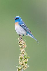 Lazuli Bunting