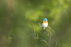 Lazuli Bunting