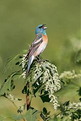 Lazuli Bunting