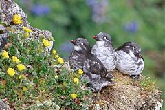 Least Auklet